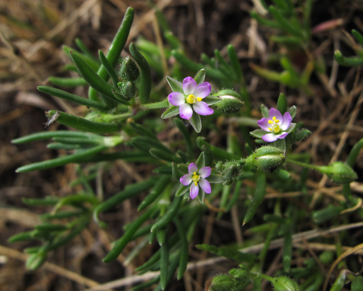 Spergularia6a