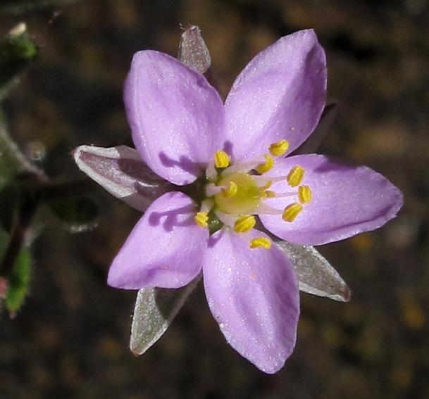 Spergularia12