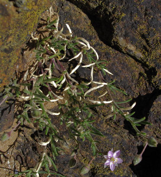 Spergularia11