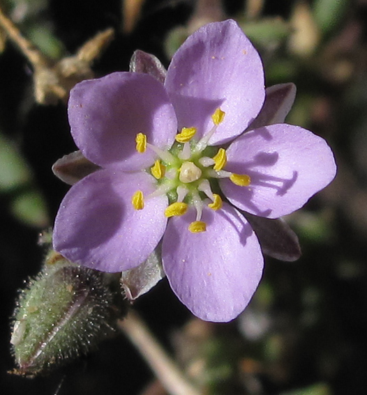 Spergularia5