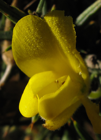 Ulex6