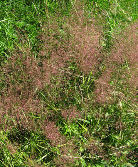 Agrostis1