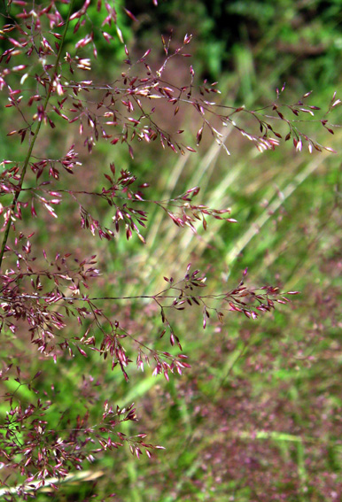 Agrostis3