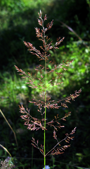 Agrostis2