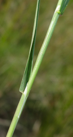 Agrostis11