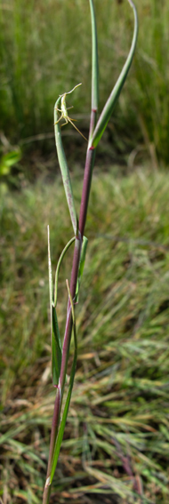 Agrostis10