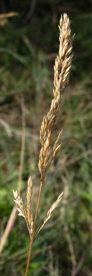 Agrostis12