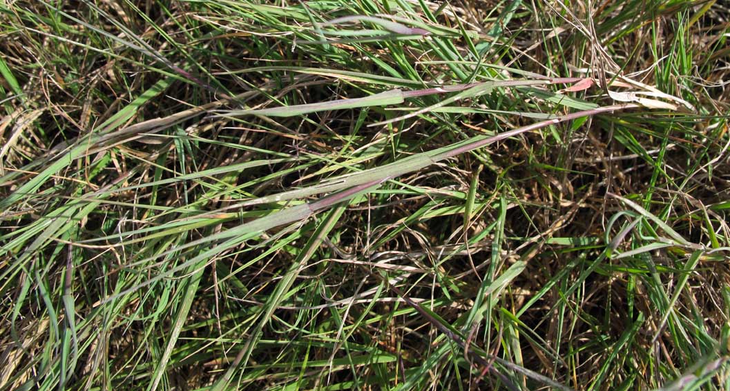 Agrostis9