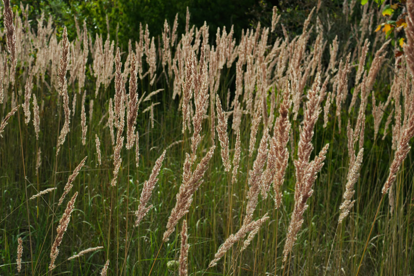 Calamagrostis1