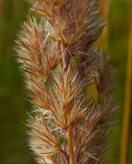 Calamagrostis2