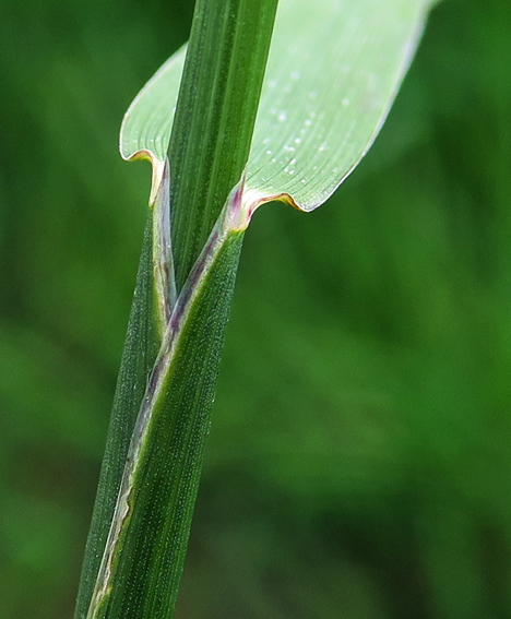 Alopecurus3c