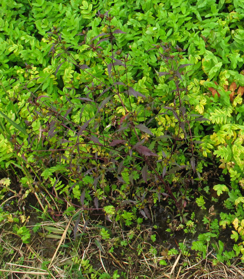 Bidens6a