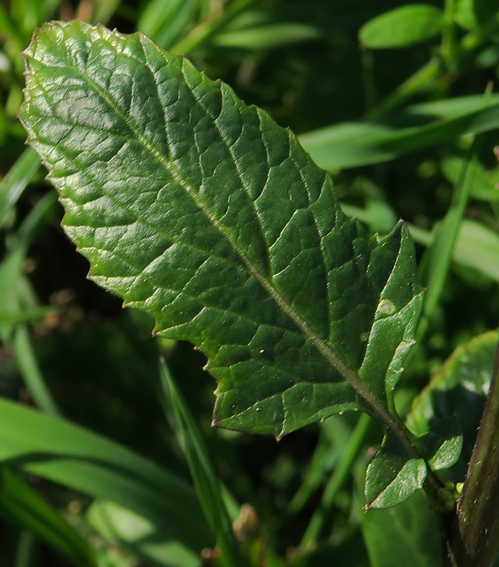 Brassica4b