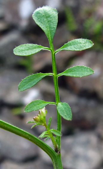 Cardamine12b