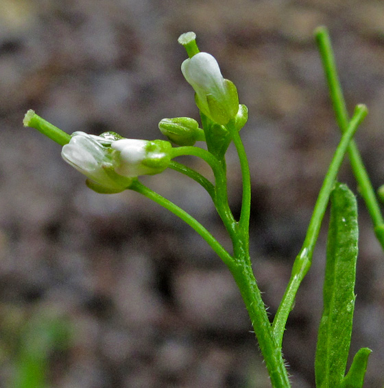 Cardamine12