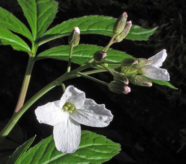 Cardamine24c