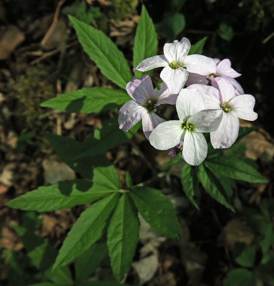 Cardamine24d