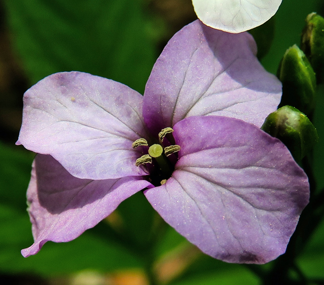 Cardamine24f