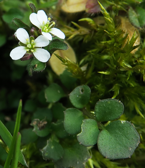 Cardamine13c