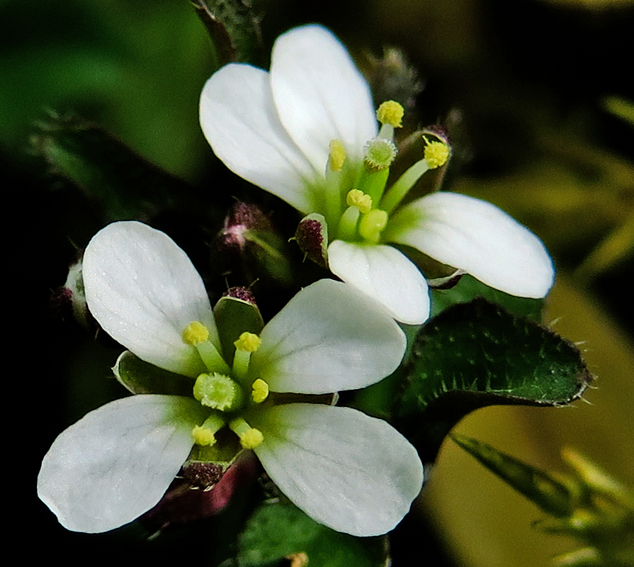 Cardamine13d