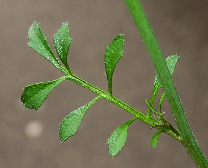 Cardamine15b