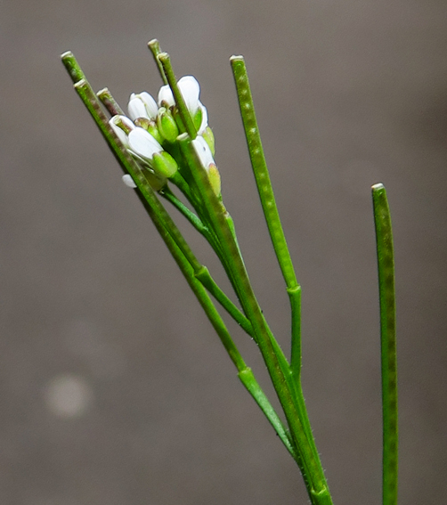 Cardamine15c