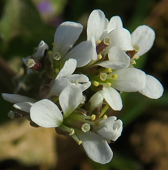 Cardamine15