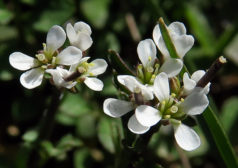 Cardamine13a