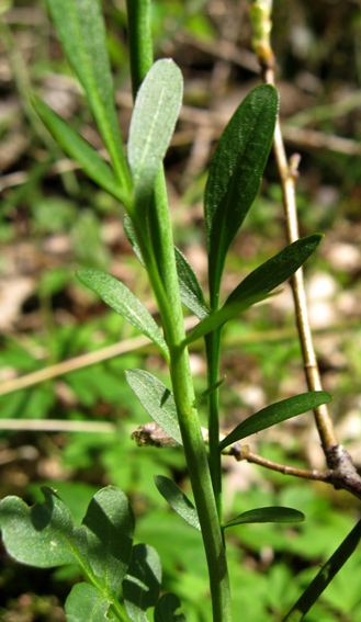 Cardamine2