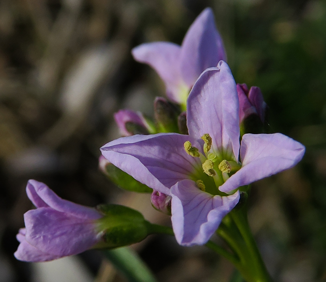 Cardamine5a