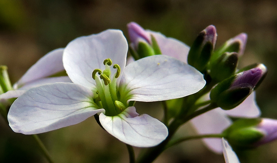 Cardamine4a