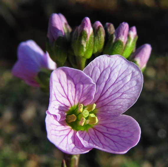 Cardamine3