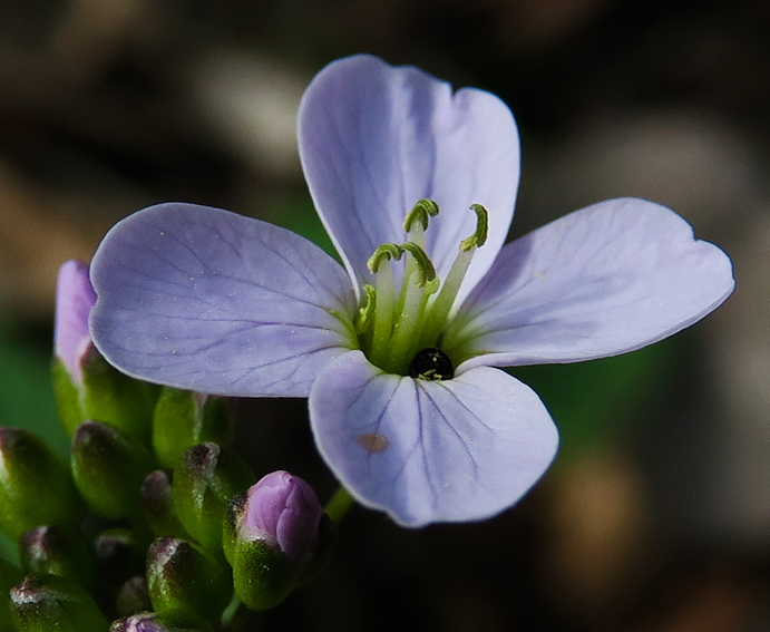 Cardamine4