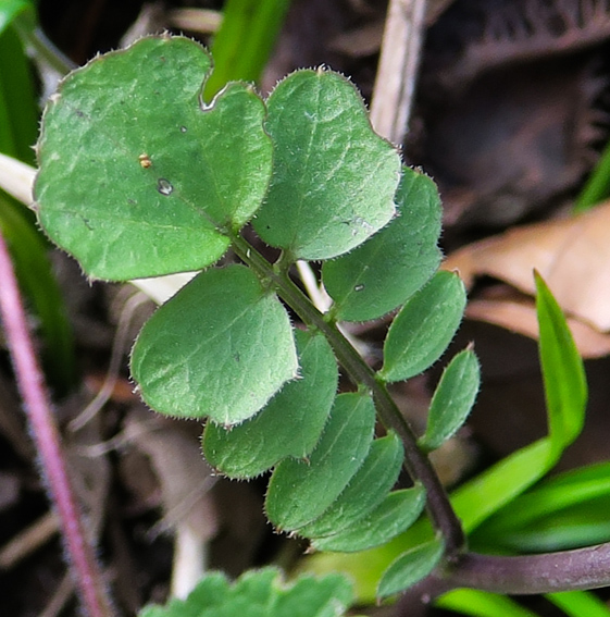 Cardamine1