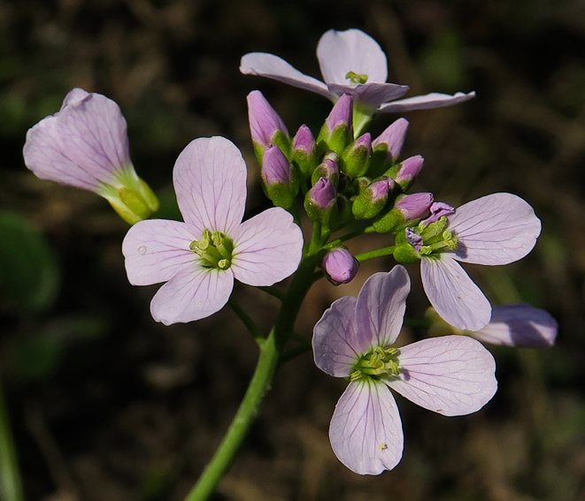 Cardamine3a