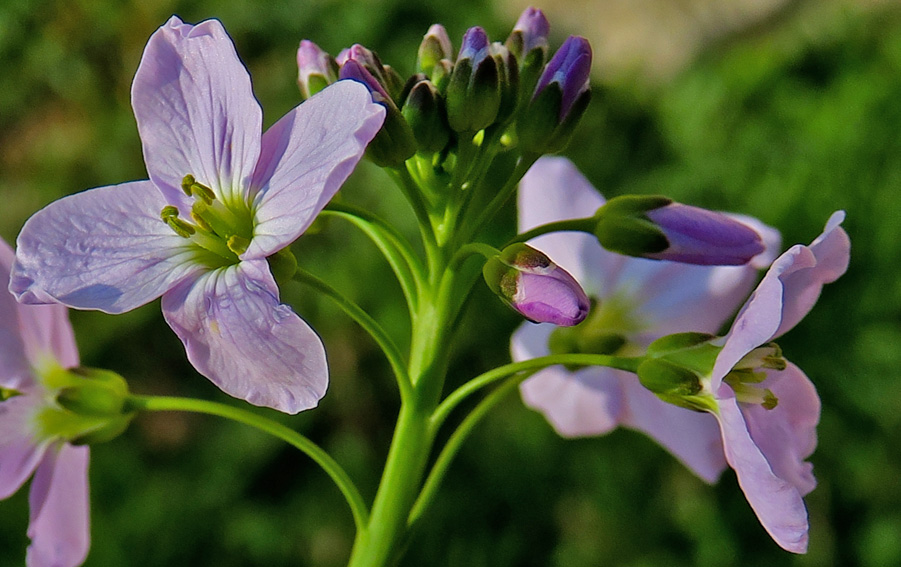 Cardamine3