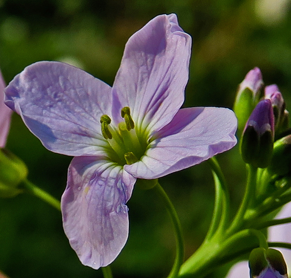 Cardamine5b