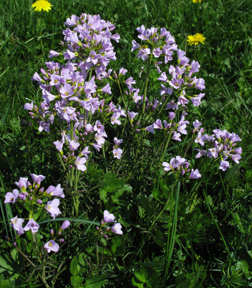 Cardamine0