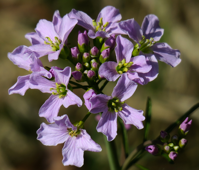 Cardamine5b