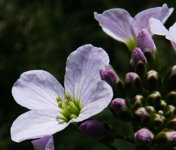 Cardamine5c