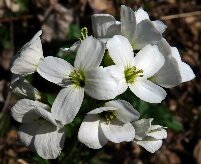 Cardamine5