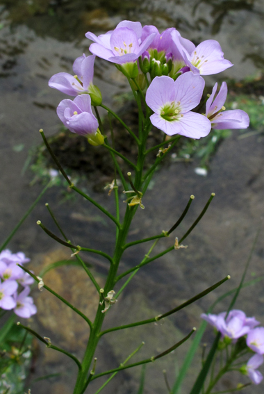 Cardamine22