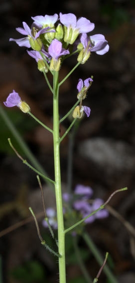 Cardaminopsis6