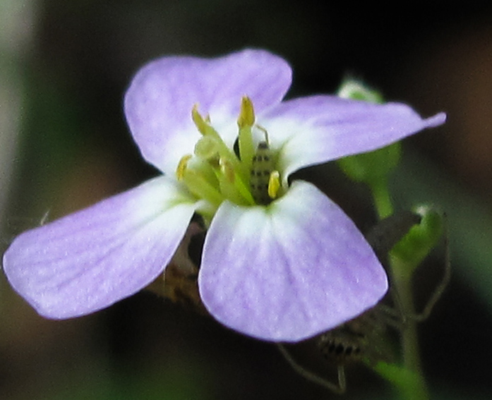 Cardaminopsis7b