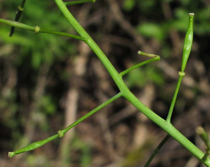 Cardaminopsis8