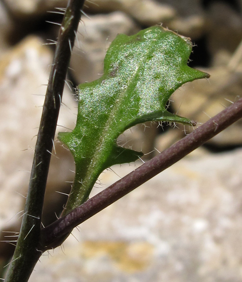 Cardaminopsis4