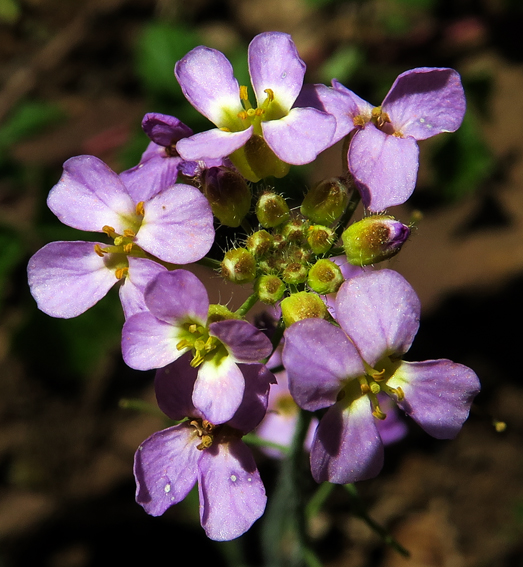 Cardaminopsis9