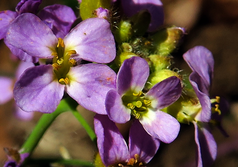 Cardaminopsis10