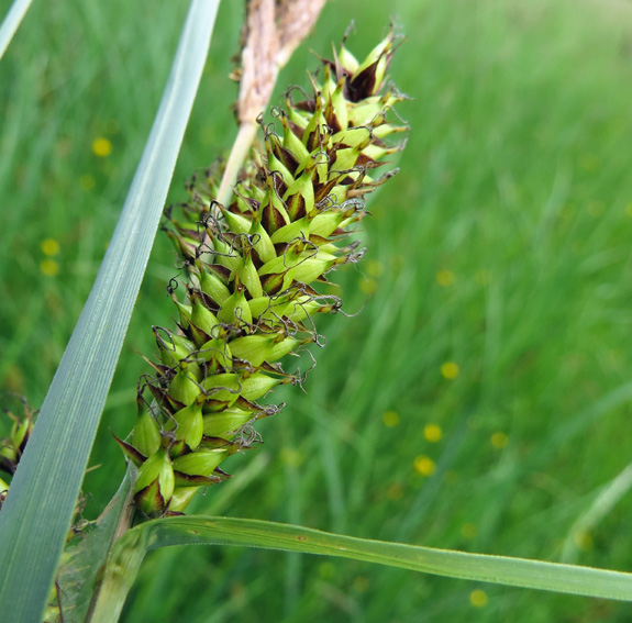 Carex9a