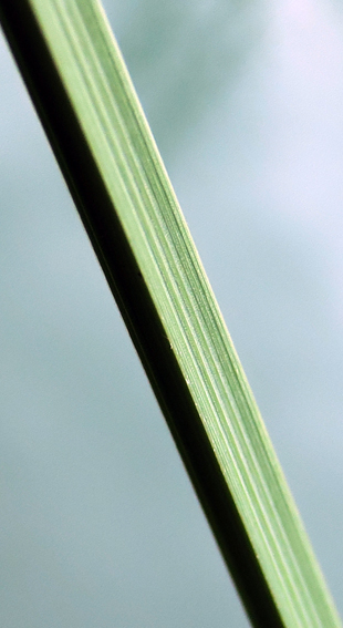 Carex9d